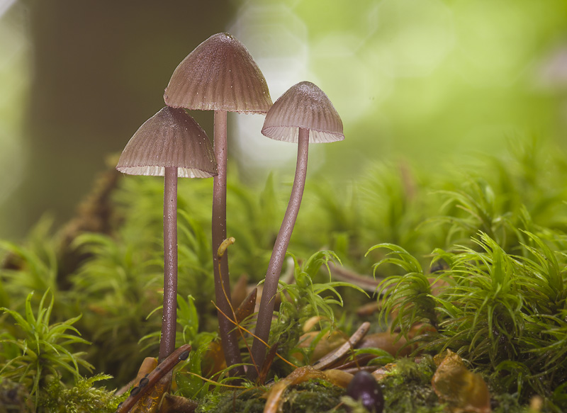 Mycena purpureofusca